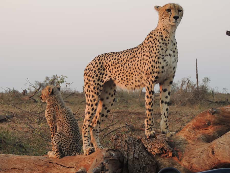 Kruger National Park: Full-Day Game Drive with Pickup - The wildlife experience beyond the Big Five
