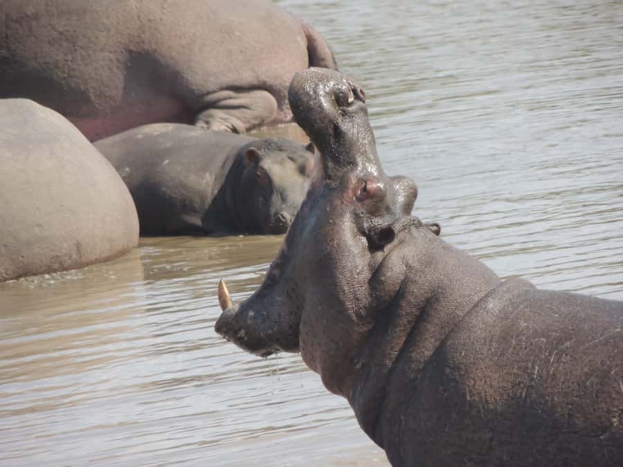 Kruger National Park: Full-Day Game Drive with Pickup - Who should book this Kruger game drive?