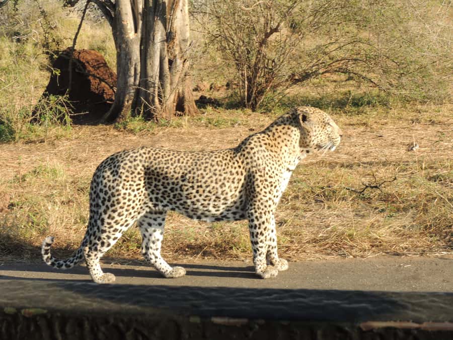 Kruger National Park: Full-Day Game Drive with Pickup - The early morning ride and first sightings