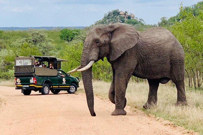 Kruger National Park Full Day Private safari - Why the private format matters in Kruger