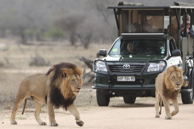 Kruger National Park Full Day Private safari - The Big Five are possible, not promised