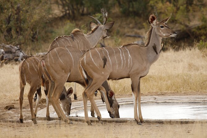 Kruger National Park Full Day Private safari - A useful choice for families, photographers, and bird watchers