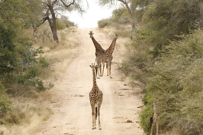 Kruger National Park Full Day Private safari - Practical details before you book