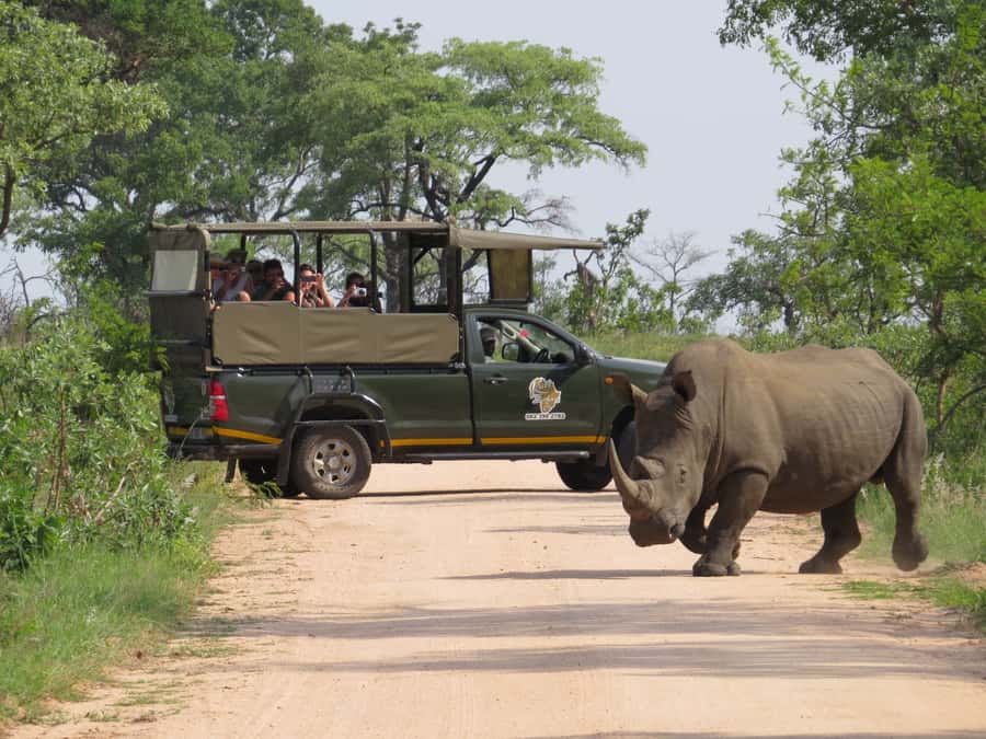 Kruger National Park: Full-Day Private Safari With Pickup - The first game drive: looking for movement