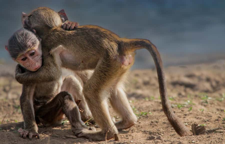 Kruger National Park Full-Day Safari - Booking details worth checking