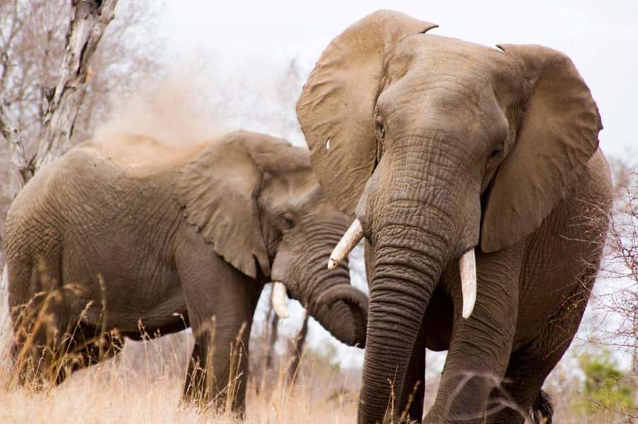Kruger National Park Full-Day Safari - Why a full day matters in Kruger