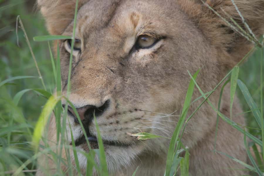 Kruger National Park Full-Day Safari - The Big Five and the luck factor