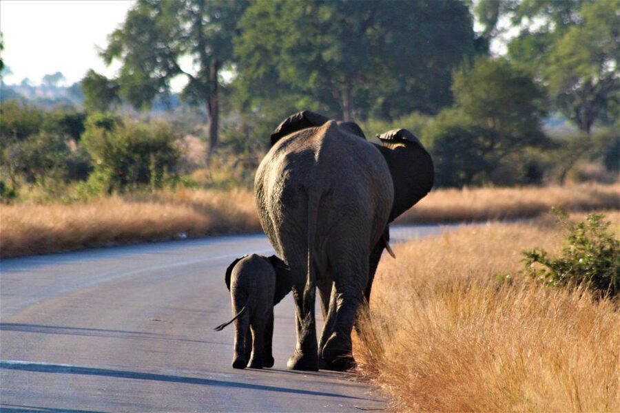 Kruger National Park Full-Day Safari - Open vehicle sounds, smells, and weather