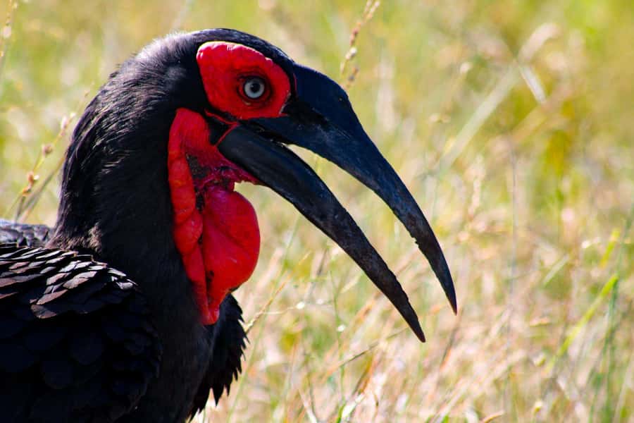 Kruger National Park Full-Day Safari - Birds, trees, and smaller signs of life