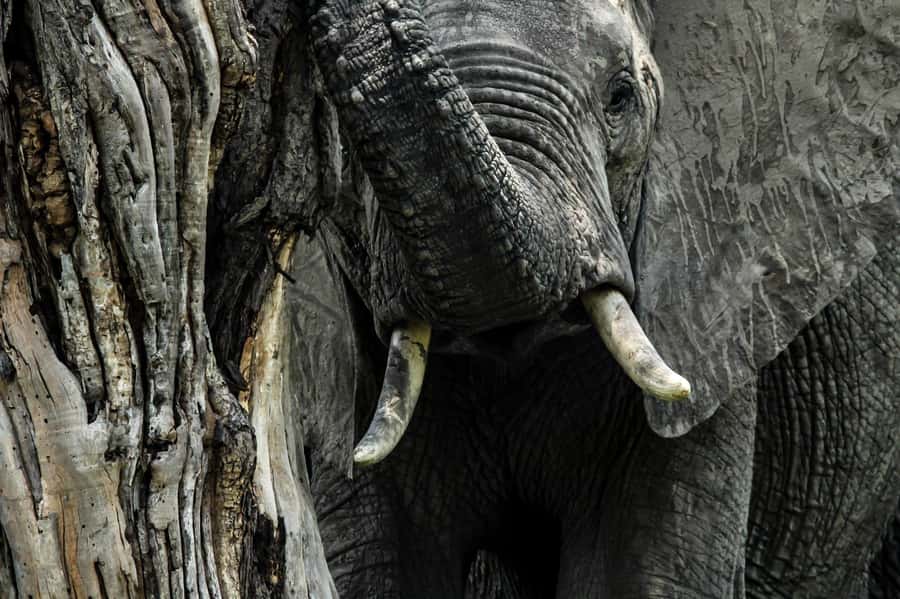 Kruger National Park Full-Day Safari - What the price includes, and what it does not