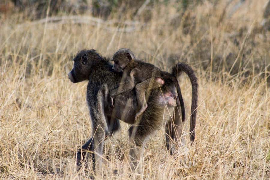 Kruger National Park Full-Day Safari - Who should choose the open safari, and who should not