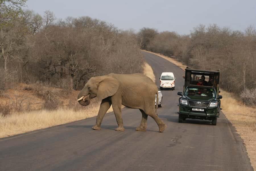 Kruger National Park Full-Day Safari - The early pickup from Hazyview