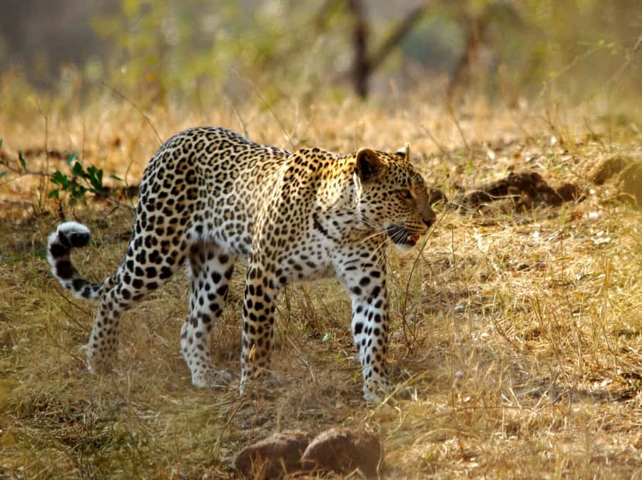 Kruger National Park half day - Booking advice and final call
