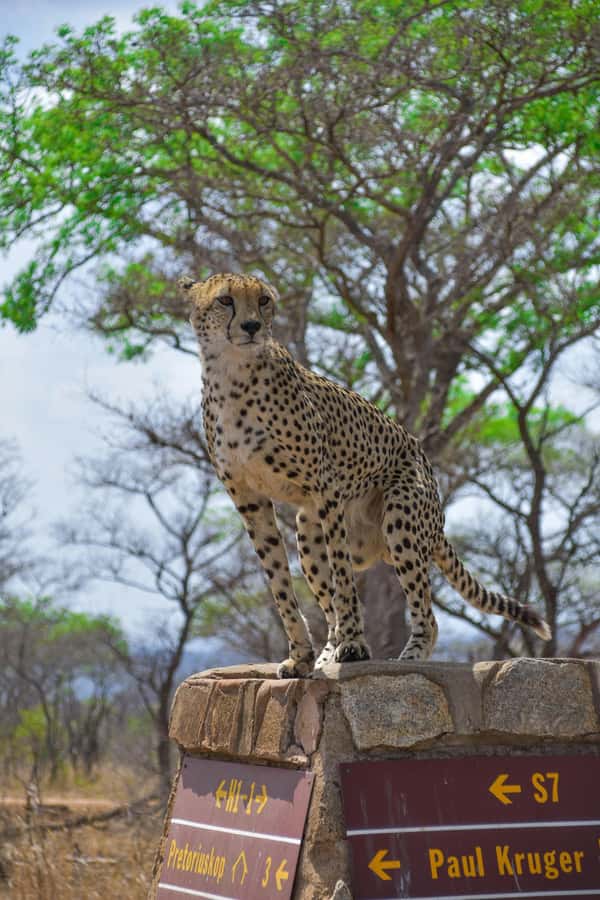 Kruger National Park half day - Early pickup and the road to Phabeni Gate