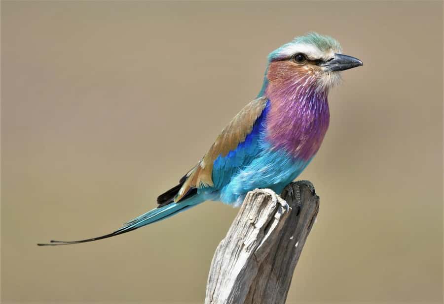 Kruger National Park half day - Comfort, weather, and what to pack