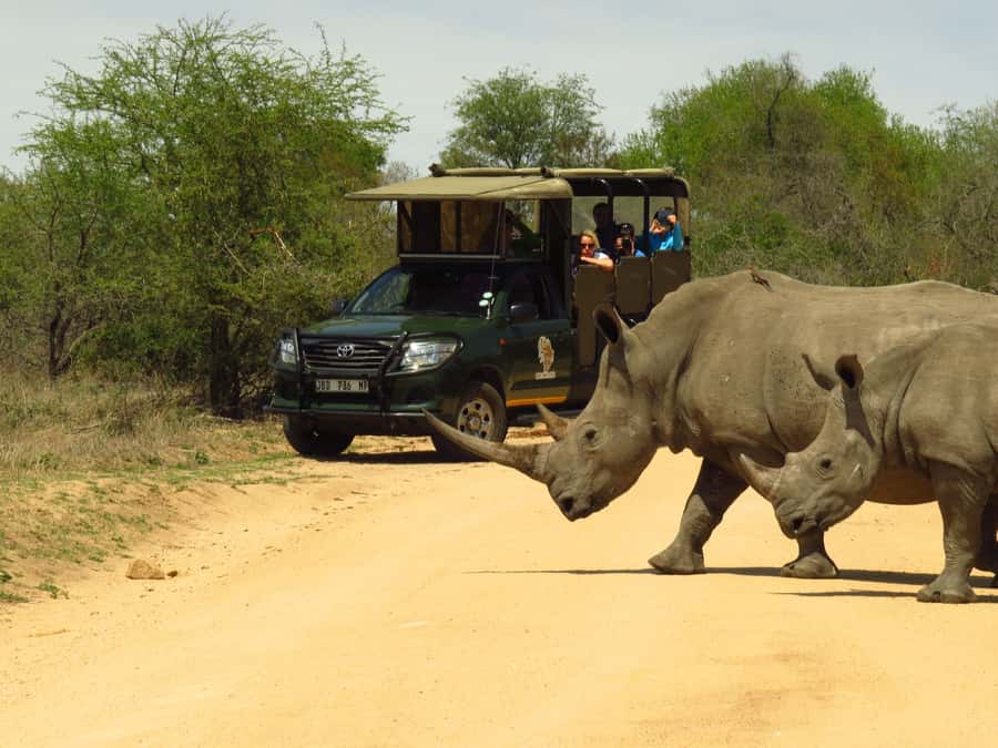 Kruger National Park: Morning Safari - Key points to know before booking