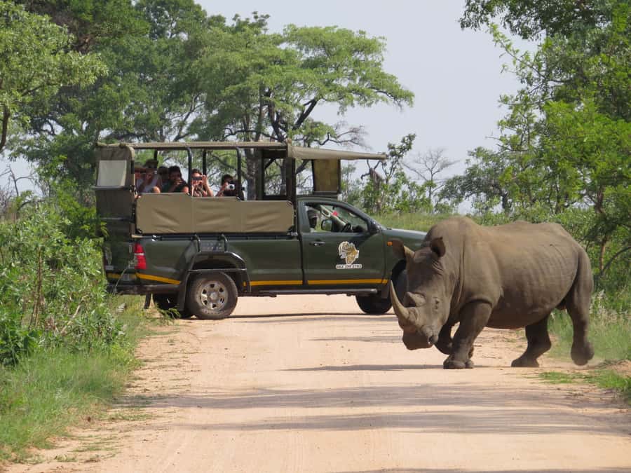 Kruger National Park: Morning Safari - Starting early in Kruger National Park