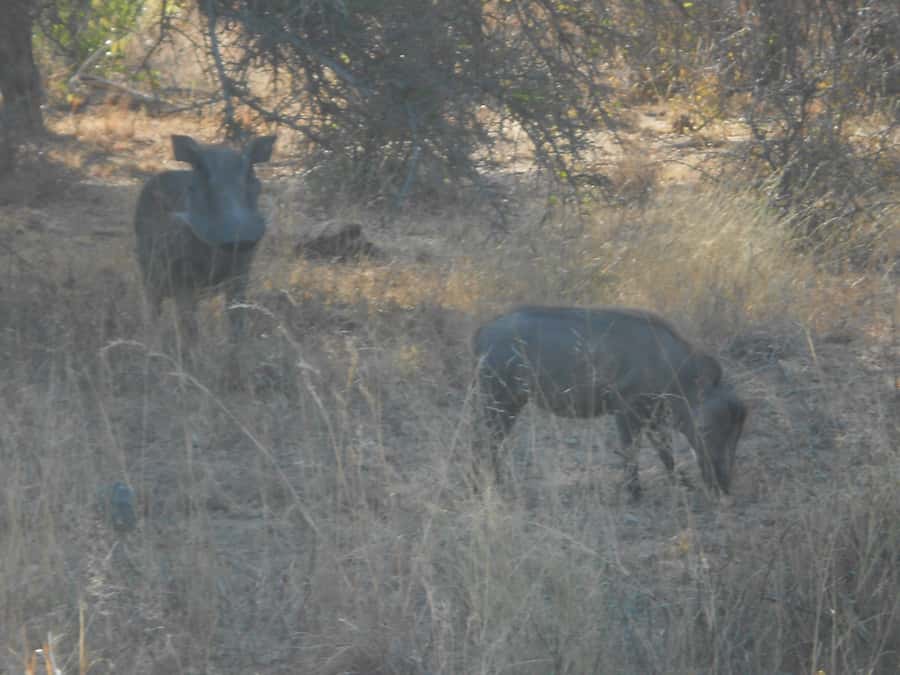 Kruger National Park Morning Safari - Searching for the Big Five