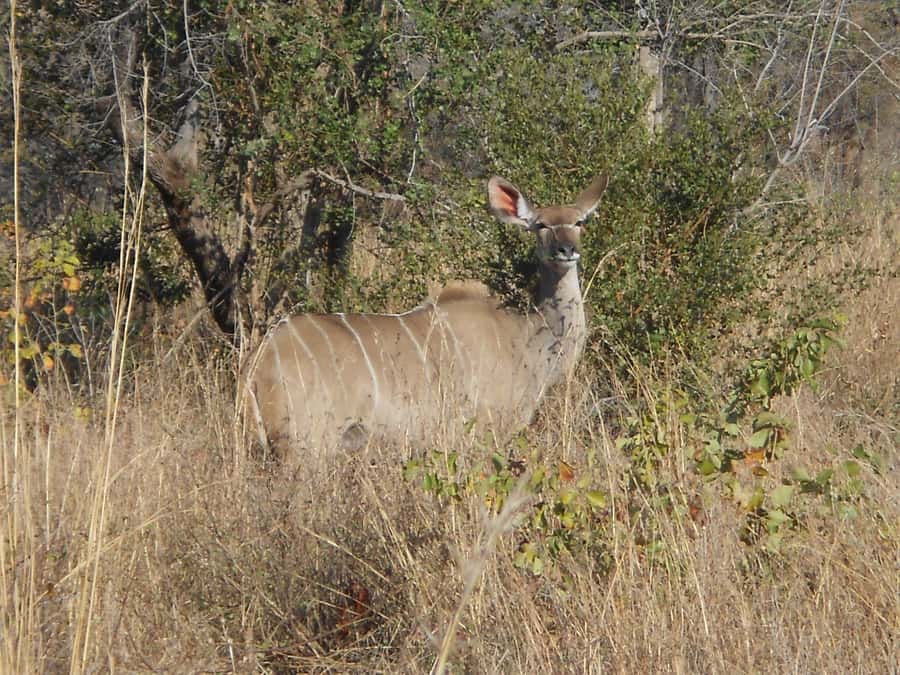 Kruger National Park Morning Safari - Birds, trees, and the sounds between sightings
