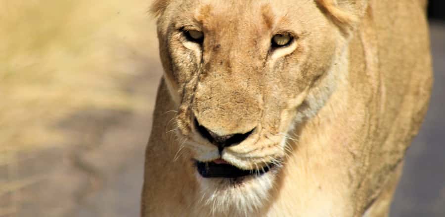 Kruger National Park Morning Safari - A possible cultural stop