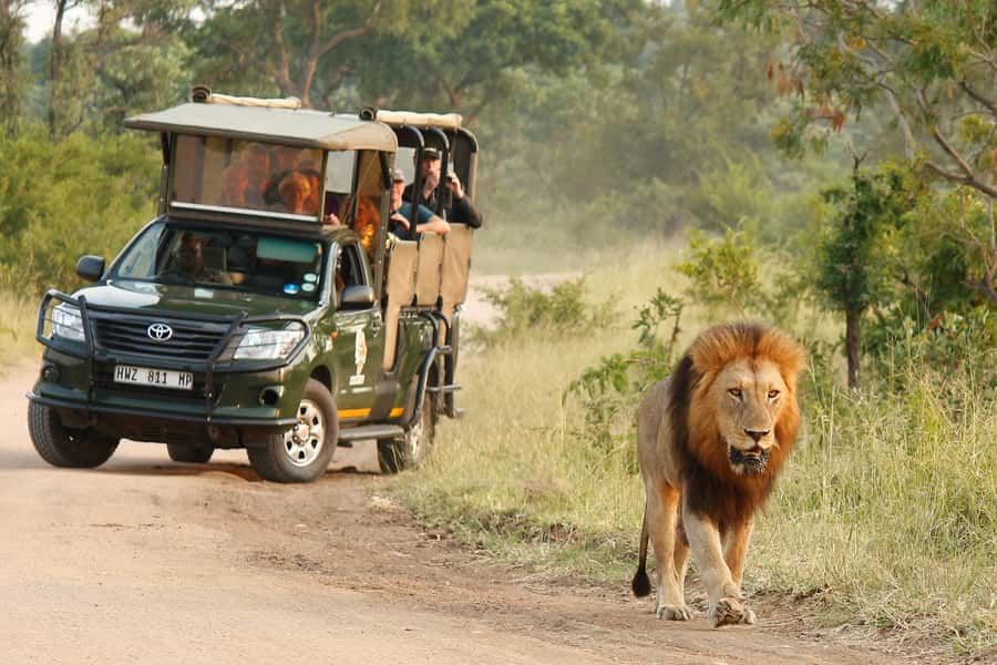 Kruger National Park Morning Safari - Seven hours inside Kruger National Park