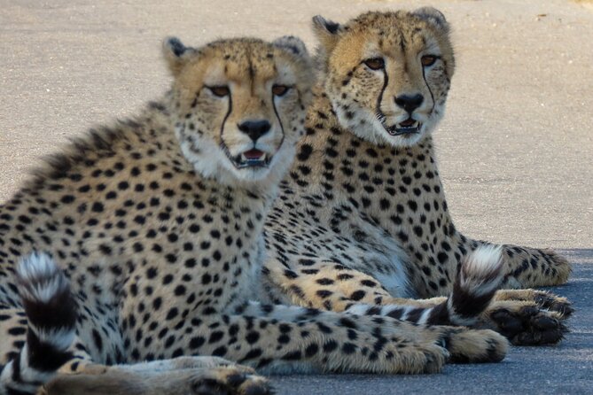 Kruger National Park - Private full day Safari trip. - Why a private day in Kruger works well