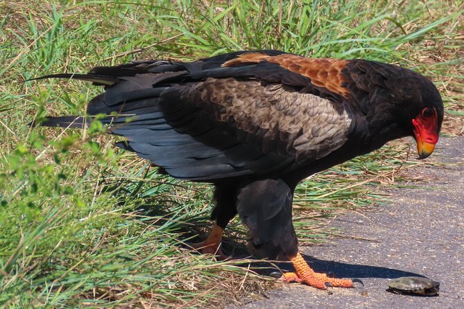 Kruger National Park - Private full day Safari trip. - What is included and what is not
