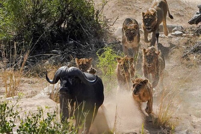 Kruger National Park - Private full day Safari trip. - Is US$166.79 good value?