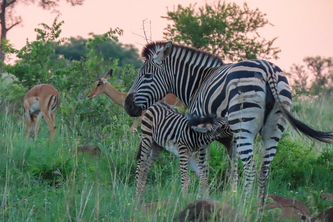Kruger National Park - Private full day Safari trip. - Who will enjoy this safari most?