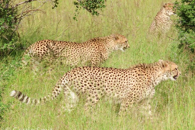 Kruger National Park - Private full day Safari trip. - The guides make the biggest difference