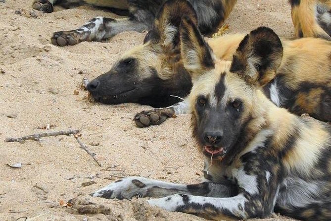 Kruger Safari Tour - Morning Half Day - Key points before you book