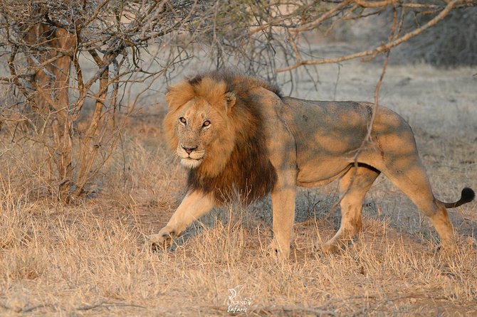 Kruger Safari Tour - Morning Half Day - How long is six hours in practice?