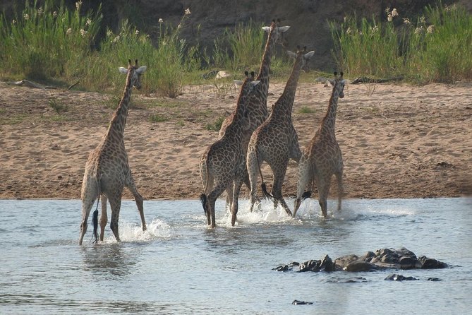 Kruger Safari Tour - Morning Half Day - What is included, and what will cost extra?