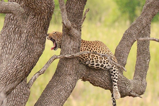 Kruger Safari Tour - Morning Half Day - Is this a good choice for families?