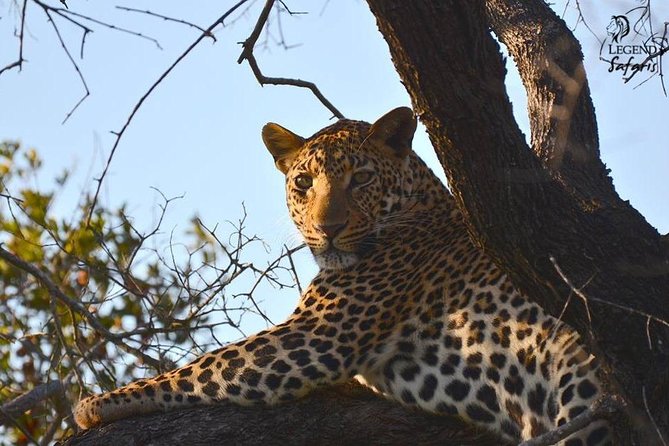 Kruger Safari Tour - Morning Half Day - Where the experience can fall short