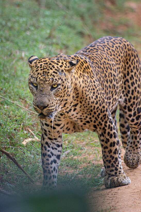 Kumana National Park : Morning or Afternoon Safari Tour - Key points to know before booking