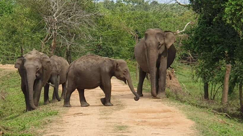 Kumana National Park : Morning or Afternoon Safari Tour - Kumana’s wetlands are the reason to go