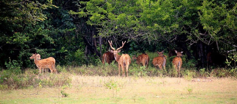 Kumana National Park : Morning or Afternoon Safari Tour - Kumbukkan Oya adds water, trees, and a change of pace