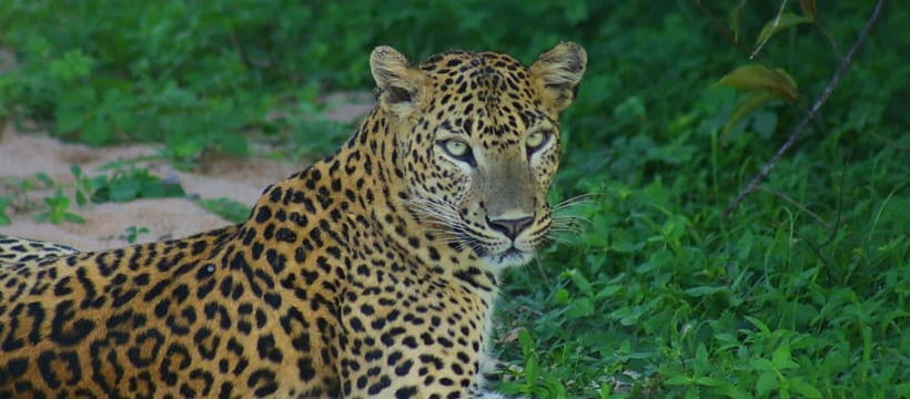 Kumana National Park : Morning or Afternoon Safari Tour - Birdwatching is the strongest reason to choose Kumana