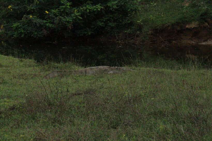 Kumana National Park : Morning or Afternoon Safari Tour - The safari jeep may be spacious, but comfort is not guaranteed