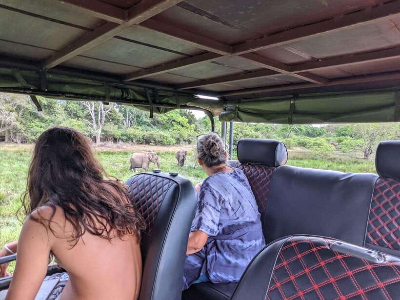 Kumana National Park : Morning or Afternoon Safari Tour - Morning or afternoon: choose for your priorities