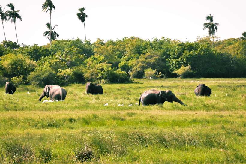 Kumana National Park : Private Half-Day Jeep Safari - Why Kumana is worth the early start