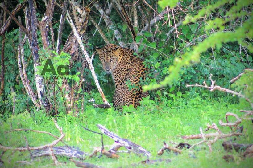 Kumana National Park : Private Half-Day Jeep Safari - Four hours of game driving in Kumana