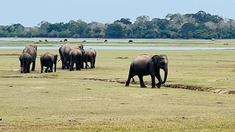 Kumana National Park : Private Half-Day Jeep Safari - Birdwatching gives the safari extra value