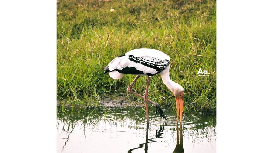 Kumana National Park : Private Half-Day Jeep Safari - The guide and driver make or break the day