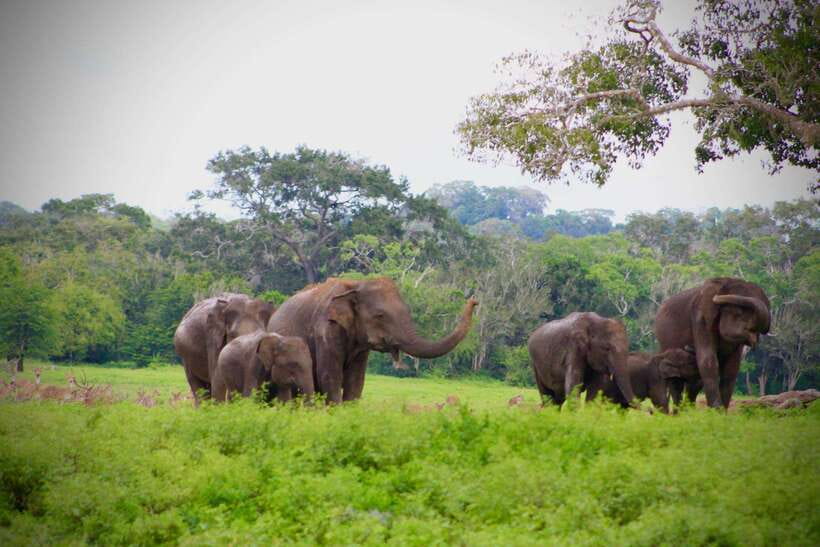 Kumana National Park : Private Half-Day Jeep Safari - Who should book this Kumana safari