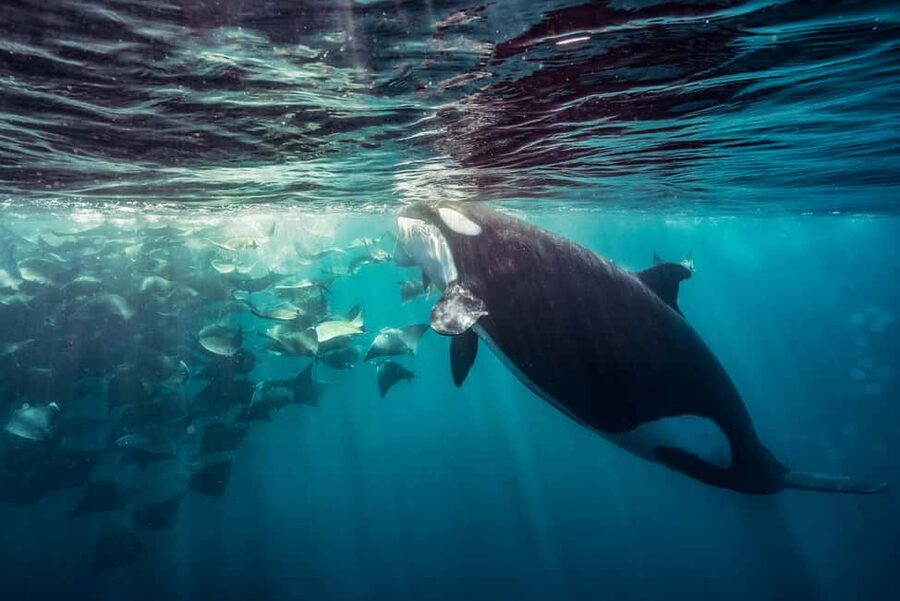 La Paz or La Ventana: Ocean Safari - A five-hour search for Baja sea life