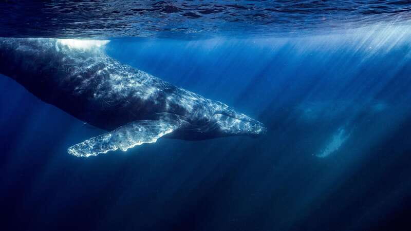 La Paz or La Ventana: Ocean Safari - What the panga ride is really like