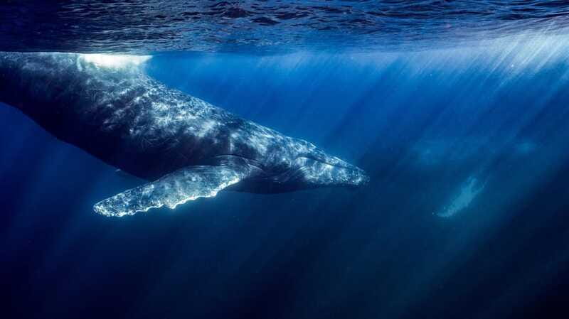 La Paz or La Ventana: Ocean Safari - What the marine biologist adds