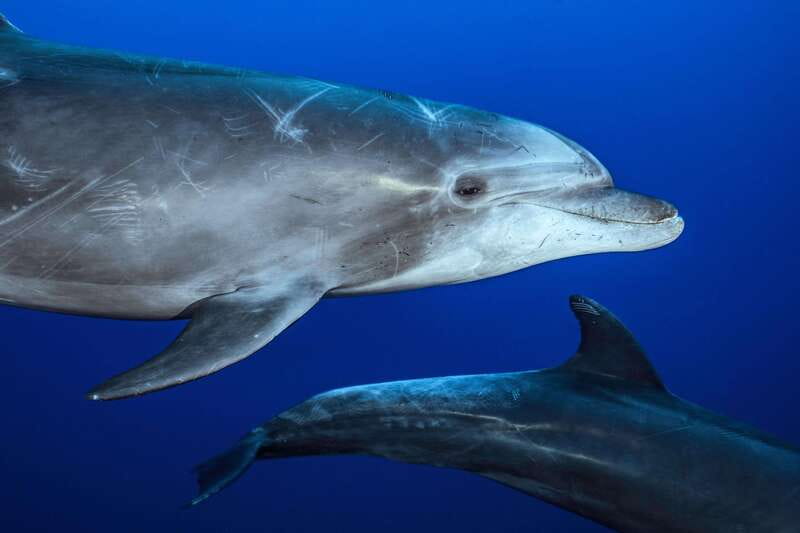 La Paz or La Ventana: Ocean Safari - Is $175 a fair price?